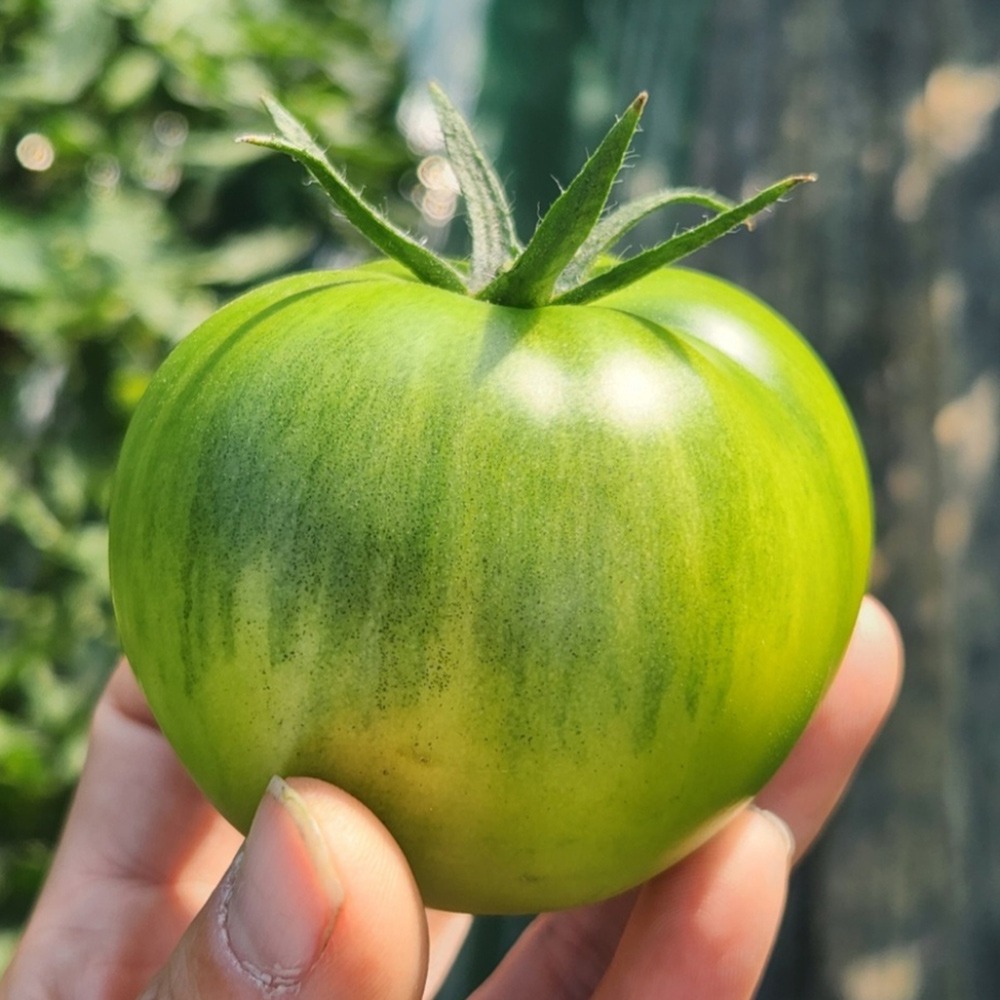 프리미엄 대저 토마토 2.5kg